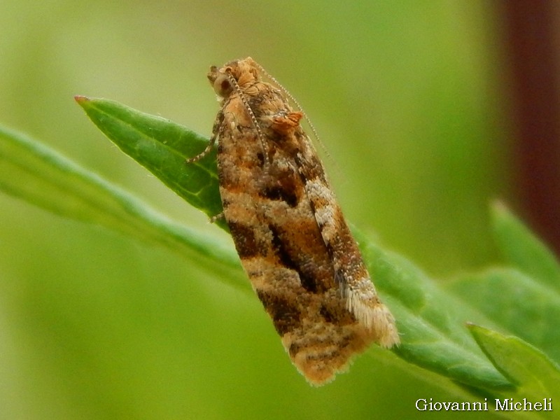 Argyrotaenia ljungiana ????
